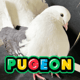 PUMP PIGEON FUN