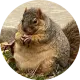 Winnie The Chubby Squirrel