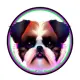 Shih Tzu Inu hbit