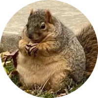 Winnie The Chubby Squirrel Logo
