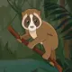 BabyLoris