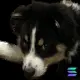 oneDoge