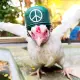 The Peace Warrior Chicken