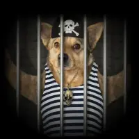 Doginjail Logo
