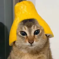 Citrus Helmet Cat Logo