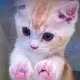Push cat cto 2