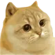 CATGE