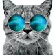 Cat wif sunglasses