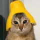 Citrus Helmet Cat