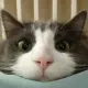 Kitty Meme Coin
