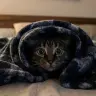 Scaredy Cat Logo