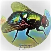FlieToken Logo