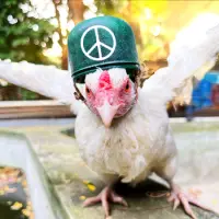 The Peace Warrior Chicken Logo