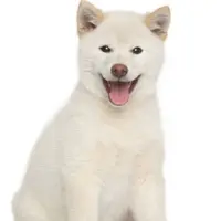 MOUNTAINSHIBA Logo