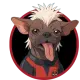 PEGGY THE DEADPOOL DOG