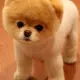 Boo Coin Sol