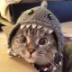 SharkCat