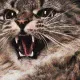 Rebel Cat