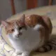 Chiefpussy