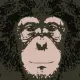 Chimp