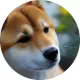 Shibonsu inu