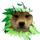Dog Ina bush
