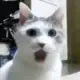 OMGCAT