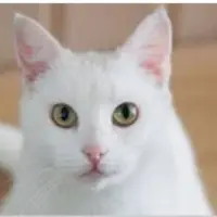 White Cat Logo