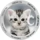CatCoin Inu
