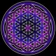 The Seed of Life