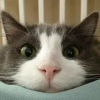 Kitty Meme Coin Logo