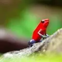 Little Red Frog Logo