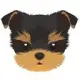 Yorkie Inu