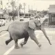 Tyke the elephant