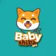 Baby Shiba