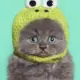 FrogCat