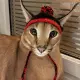 catwifhat