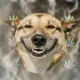 Stoner Doge