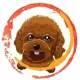 BabyToyPoodle