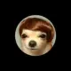 Dogwifhair