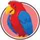 Parrot