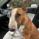 Nose Bud