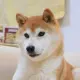 Kabosu Doge