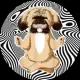 BullShihTzu Inu