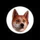 LOKI DOG