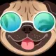 FlokiPug