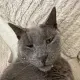 TIGROU