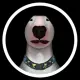Walter inu