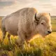 wild white buffallo