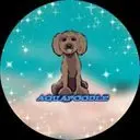 Aqua Poodle Logo